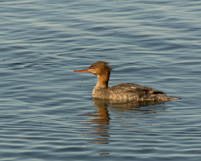 Merganser 09345 copy.jpg