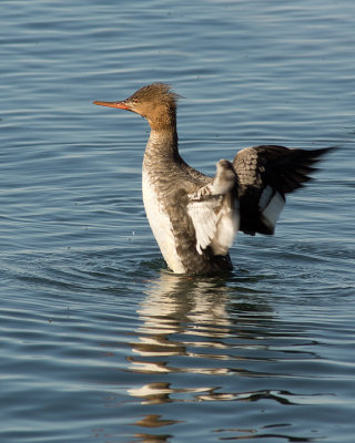 Merganser 09348 copy.jpg