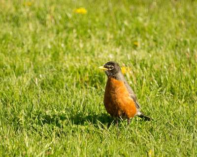 Robin 09427 copy.jpg