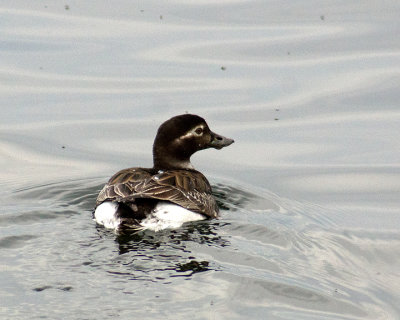 Longtailed Duck 09454 copy.jpg