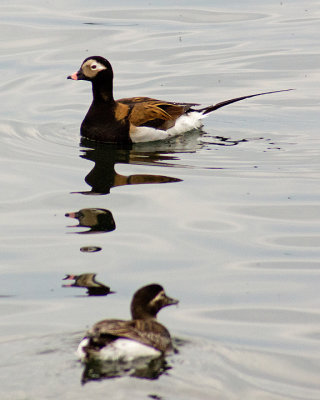 Longtailed Duck 9459 copy.jpg