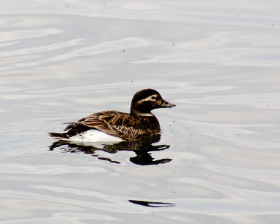 Longtailed Duck 09461 copy.jpg