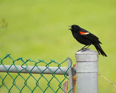 Red-winged Blackbird 09479 copy.jpg