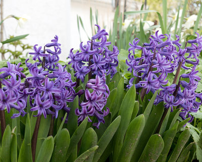 Purple Hyacinthes 7148 copy.jpg