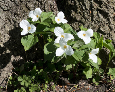 Trilliums 7225 copy.jpg