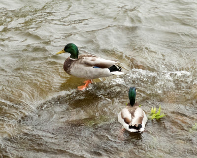 Mallards 7374 copy.jpg