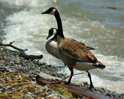 Canada Goose 09733 copy.jpg