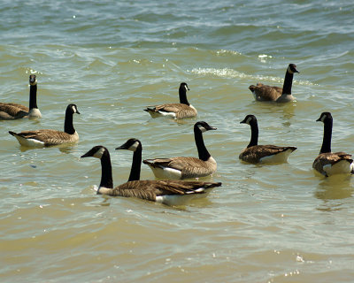 Canada Goose 09734 copy.jpg