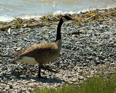 Canada Goose 09739 copy.jpg