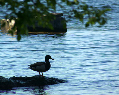 Mallards 09868 copy.jpg