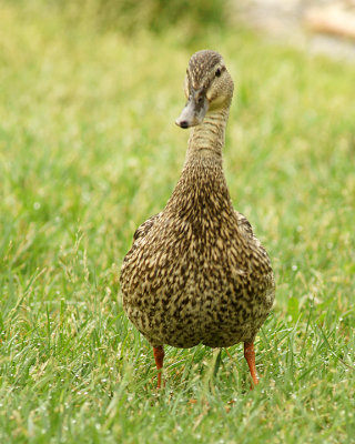 Mallards 09914 copy.jpg