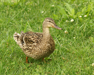 Mallards 09919 copy.jpg