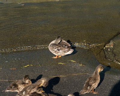 Mallards 7816 copy.jpg