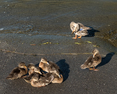 Mallards 7818 copy.jpg