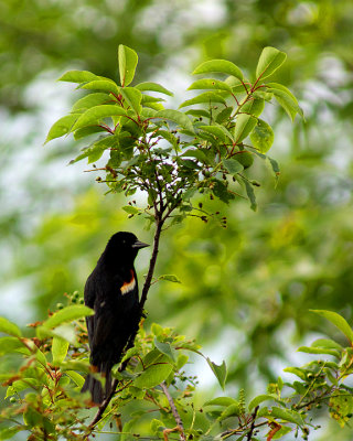 Red-winged Blackbird 09907 copy.jpg