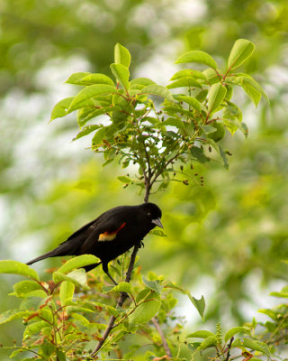 Red-winged Blackbird 09908 copy.jpg