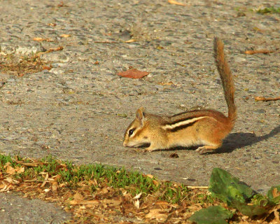 Chipmunk 09896 copy.jpg