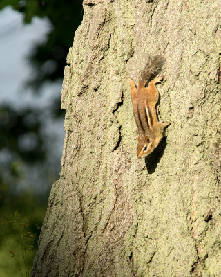 Chipmunk 09978 copy.jpg