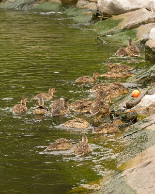 Mallards 09999 copy.jpg