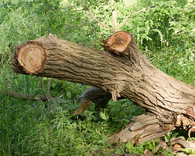 Once I Was A Tree 09957 copy.jpg