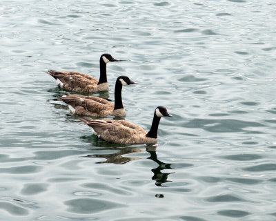 Canada Geese 8143 copy.jpg