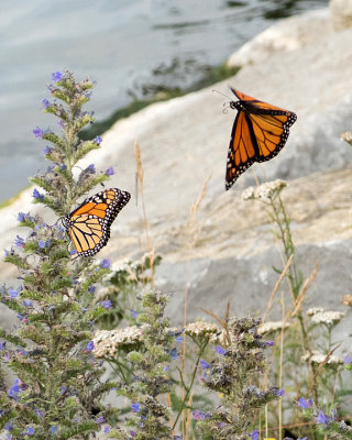 Monarch Butterfly 8124 copy.jpg