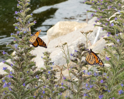 Monarch Butterflys 8121 copy.jpg