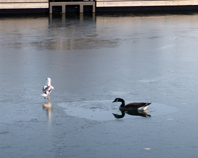 Canada Goose 2130 copy.jpg