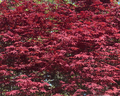 Japanese Red Maple 2331 copy.jpg