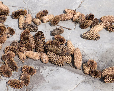 Pine Cones 2289 copy.jpg