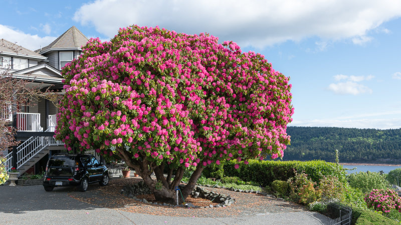 The Ladysmith Rhododendron