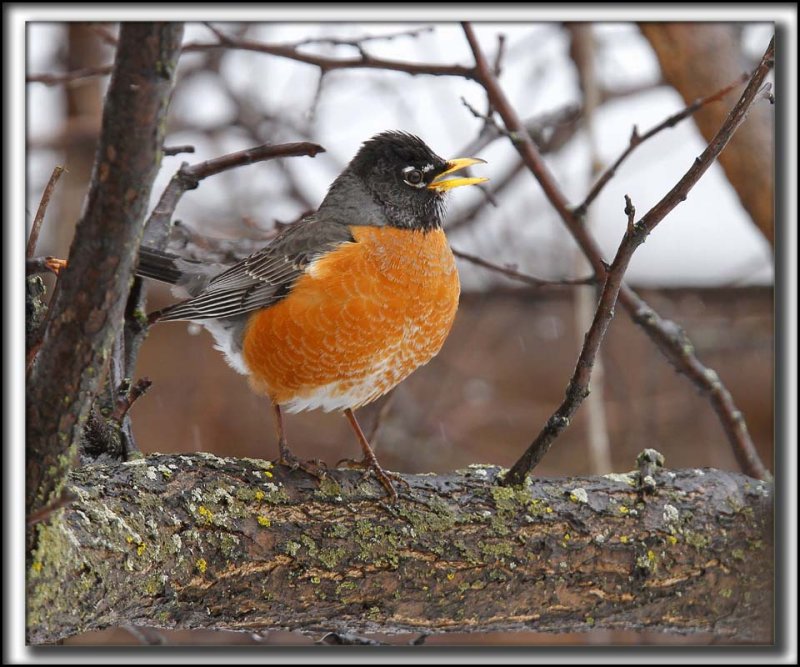 MERLE DAMRIQUE   /   AMERICAN ROBIN   _MG_9247 ab 
