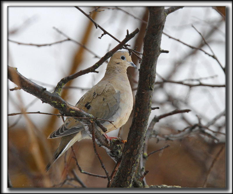  TOURTERELLE TRISTE  -  MOURNING DOVE   _MG_9287 ab