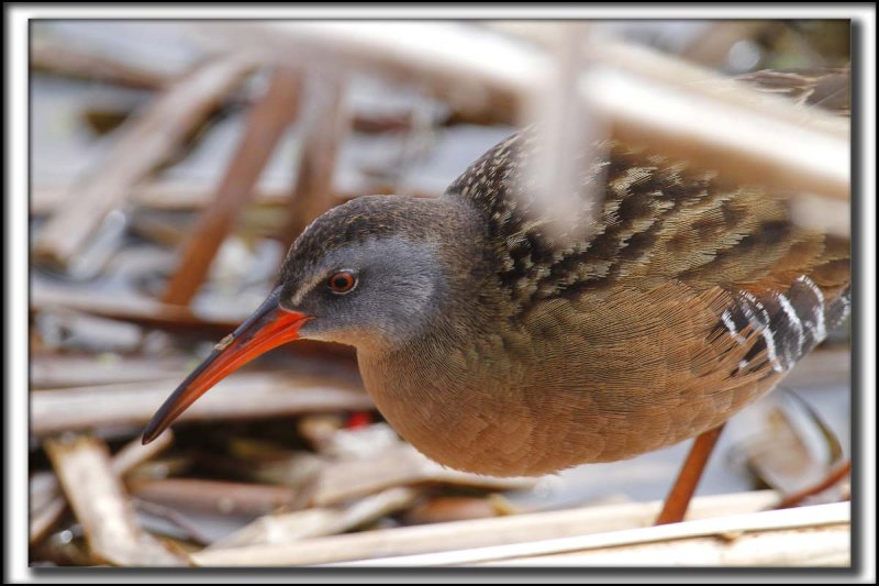 RLE DE VIRGINIE  /  VIRGINIA RAIL    _MG_1540 a 