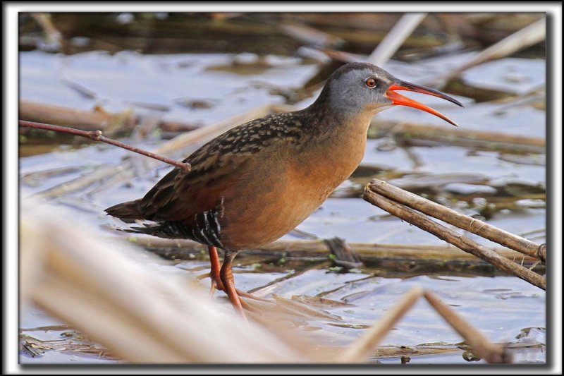RLE DE VIRGINIE  /  VIRGINIA RAIL    _MG_1725 a 