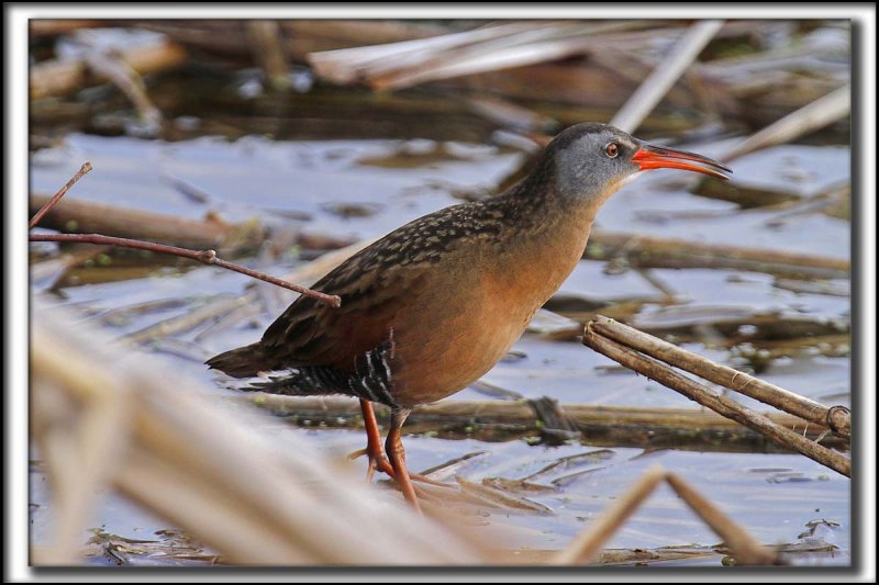RLE DE VIRGINIE  /  VIRGINIA RAIL    _MG_1728 a