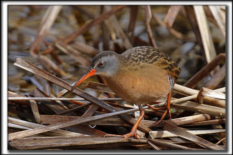 RLE DE VIRGINIE  /  VIRGINIA RAIL    _MG_1818 a