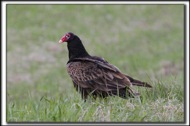 URUBU  TTE ROUGE  /  TURKEY VULTURE   _MG_7923 aa