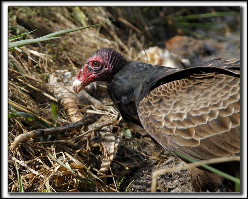 URUBU  TTE ROUGE  /  TURKEY VULTURE    _MG_8033 aa