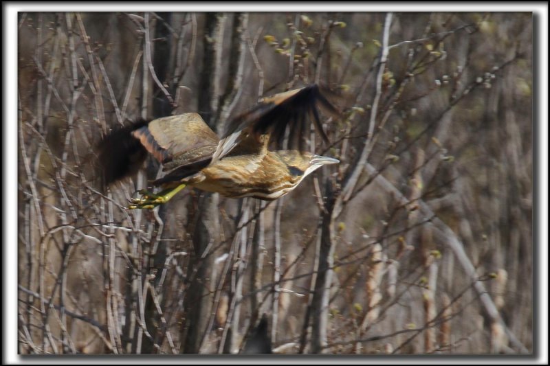 BUTOR DAMRIQUE /  AMERICAN BITTERN    _MG_0650 aa