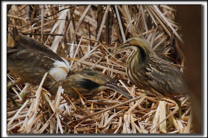 BUTOR DAMRIQUE mle et femelle  /  AMERICAN BITTERN male and female    _MG_8503 a