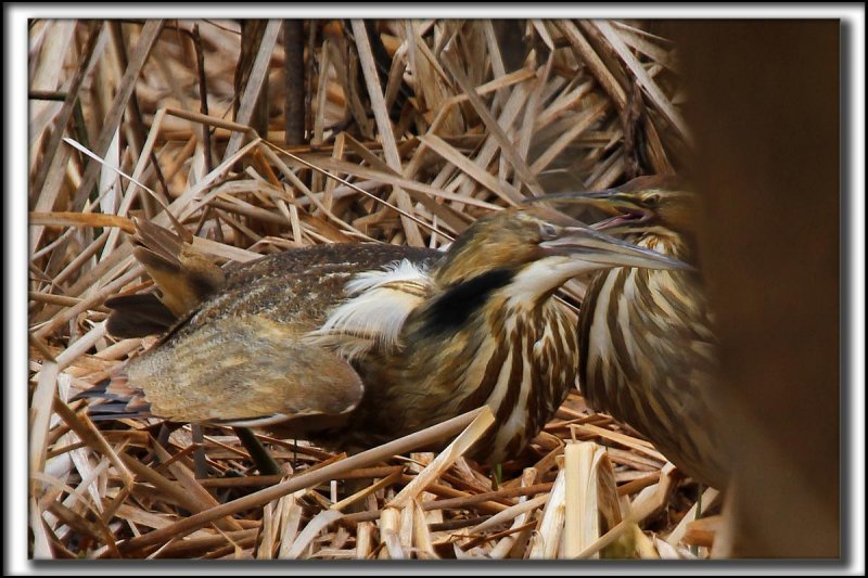 BUTOR DAMRIQUE mle et femelle  /  AMERICAN BITTERN male and female    _MG_8511 a