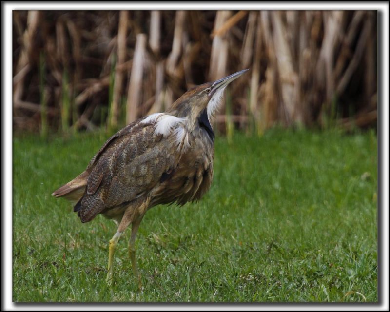  BUTOR DAMRIQUE mle /  AMERICAN BITTERN male   _MG_8544 a