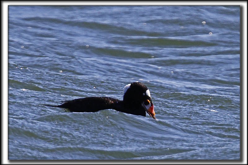 MACREUSE  FRONT BLANC  /  SURF SCOTER    _MG_0285 aa