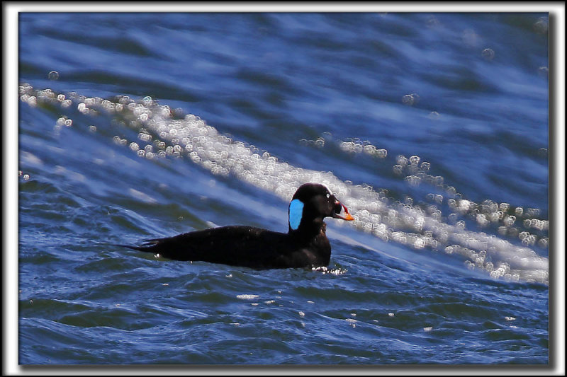 MACREUSE  FRONT BLANC  /  SURF SCOTER    _MG_0349 aa