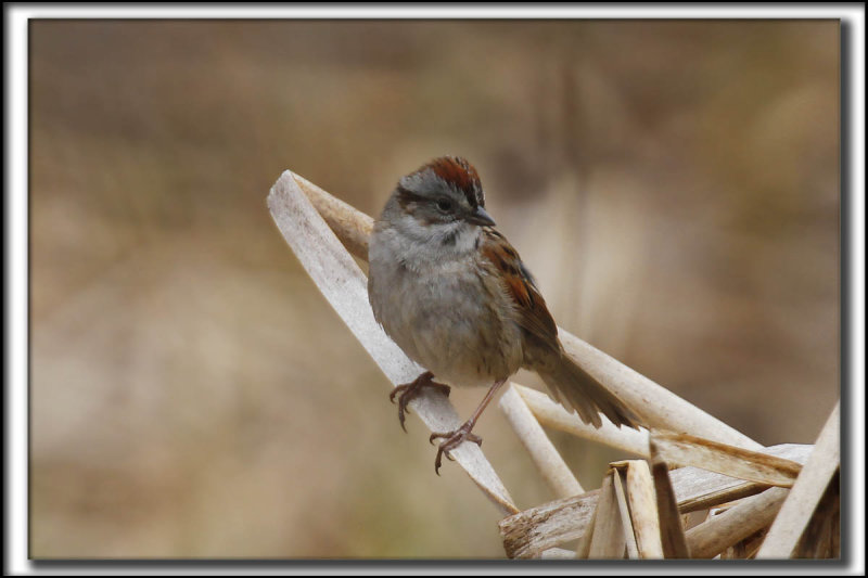 BRUANT DES MARAIS  /  SWAMP SPARROW      _MG_8691 a