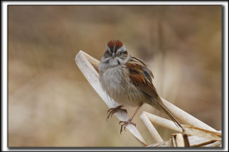 BRUANT DES MARAIS  /  SWAMP SPARROW      _MG_8685 a