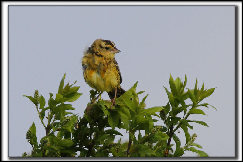 GOGLU DES PRS, femelle   /   BOBOLINK, female     _MG_0447 a a