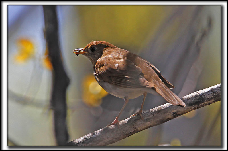 GRIVE FAUVE   /    VEERY   _MG_9518 a 