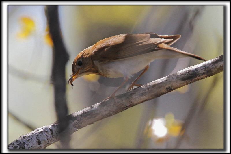 GRIVE FAUVE   /    VEERY   _MG_9521 a 